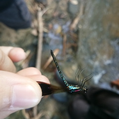 Heliocypha fenestrata