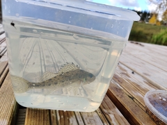 Gymnocephalus cernua