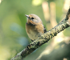 Chasiempis sclateri