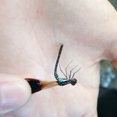 Heliocypha fenestrata