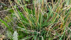 Poa