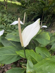 Spathiphyllum