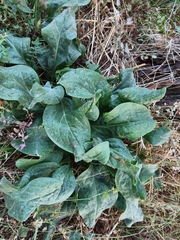 Cynoglossum officinale