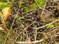 Capreolus capreolus