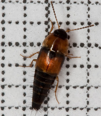 Tachyporus dispar