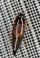 Tachyporus hypnorum
