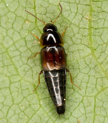 Tachyporus hypnorum