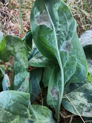 Cynoglossum officinale