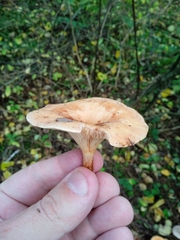 Paralepista flaccida