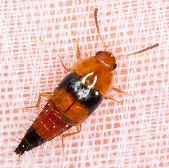 Tachyporus obtusus