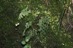Hymenophyllum flexuosum
