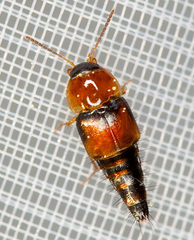 Tachyporus solutus