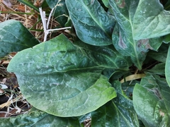 Cynoglossum officinale