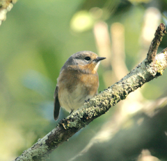 Chasiempis sclateri