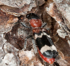 Thanasimus formicarius
