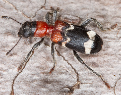 Thanasimus formicarius