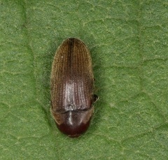 Throscidae