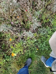 Glebionis coronaria