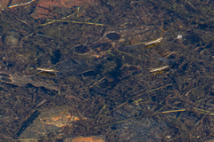 Aquarius paludum
