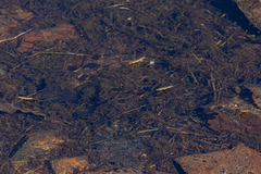 Aquarius paludum
