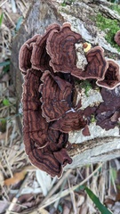 Punctularia strigosozonata