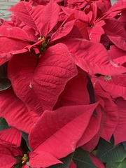 Euphorbia pulcherrima