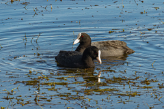 Fulica atra