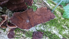 Punctularia strigosozonata