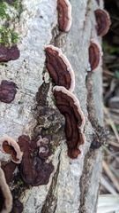 Punctularia strigosozonata