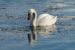 Cygnus olor