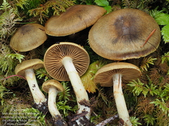 Cortinarius venetus