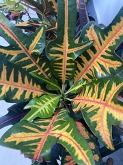 Codiaeum variegatum