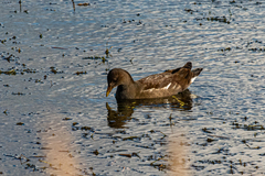 Gallinula chloropus