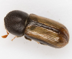 Trypodendron domesticum