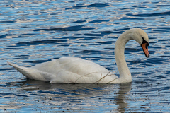 Cygnus olor