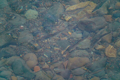 Plecoglossus altivelis