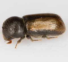 Trypodendron domesticum