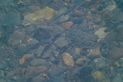 Plecoglossus altivelis