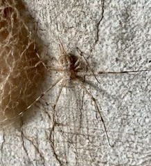 Crossopriza lyoni