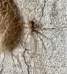 Crossopriza lyoni