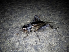 Teleogryllus emma