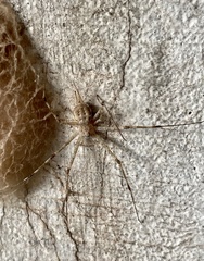 Crossopriza lyoni