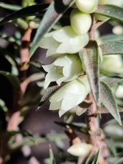 Melichrus urceolatus