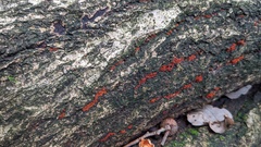 Nectriaceae