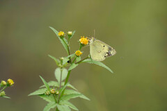 Colias poliographus
