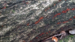 Nectriaceae