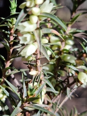 Melichrus urceolatus