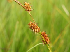 Carex flava