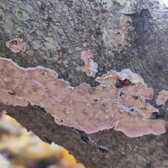 Endomychus coccineus