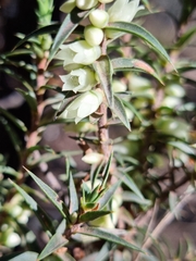 Melichrus urceolatus